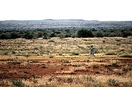 斑马,veld,红色