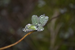 露水,網(wǎng)絡(luò),秋季