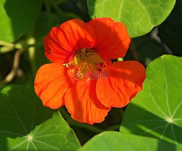 罌粟,開(kāi)花,花