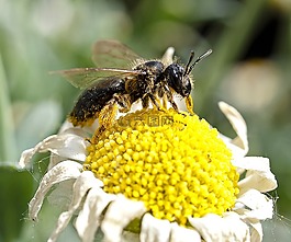 蜜蜂,昆蟲(chóng),性質(zhì)