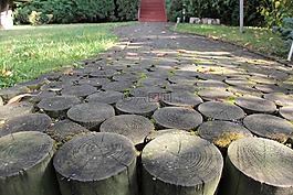 木材,路徑,moss