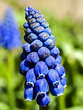 風(fēng)信子,花,廠