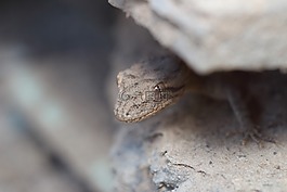 性質(zhì),戶外,壁虎