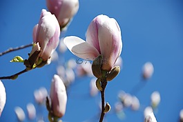 玉蘭,鮮花,芽