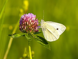 白,蝴蝶,昆蟲(chóng)