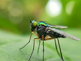 昆蟲,性質(zhì),綠
