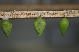 玩偶,繭,蝴蝶