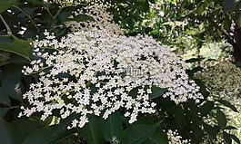 老年,植物,開(kāi)花