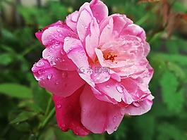 羅斯,粉紅色,花