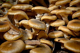 蘑菇,森林,秋季