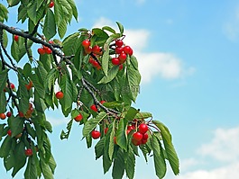廠,性質(zhì),活