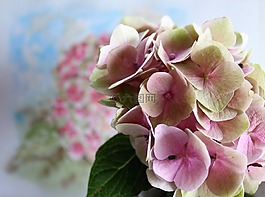 绣球,花,水彩