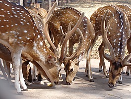 鹿,印度,野生動(dòng)物