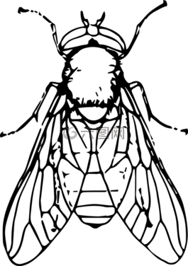 動物,甲蟲，昆蟲,飛