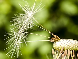 蒲公英,花,廠