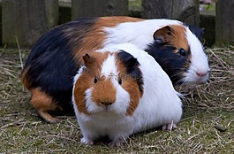 豚鼠,嚙齒動物,哺乳動物