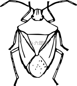 動物,甲蟲,甲蟲，昆蟲