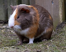 豚鼠,嚙齒動物,哺乳動物