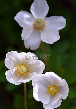 鮮花,白,春天