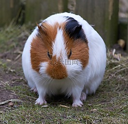 豚鼠,嚙齒動物,哺乳動物
