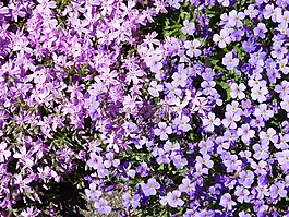 花,開花,春天