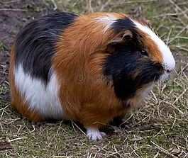 豚鼠,嚙齒動物,哺乳動物