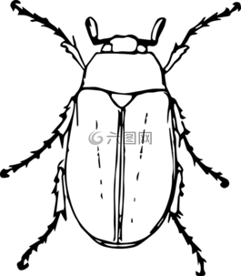 動物,甲蟲,甲蟲，昆蟲