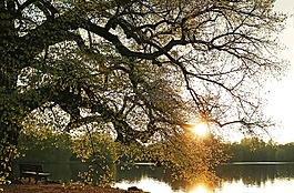 日落,湖,公園