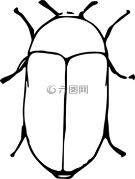 動物,甲蟲,甲蟲，昆蟲
