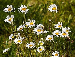 瑪格麗特,花,開花