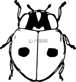 動(dòng)物,甲蟲(chóng),甲蟲(chóng)，昆蟲(chóng)