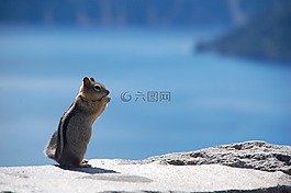 craterlake,美國,松鼠