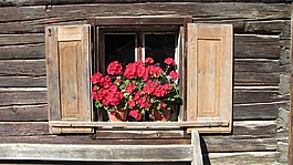 窗口,鮮花,首頁