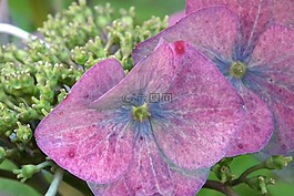 八仙花,花,開花