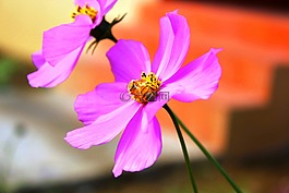 鮮花,宇宙,尼泊爾