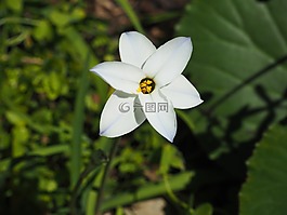 鮮花,植物,白