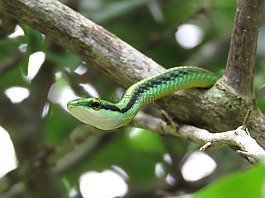 leptophis,青蛇,葡萄蛇