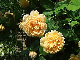 玫瑰,花,黃色
