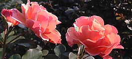 玫瑰,花,開花