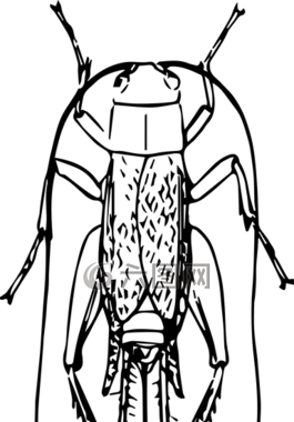 動物,甲蟲，昆蟲,板球