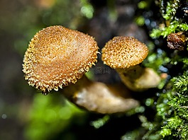 蘑菇,森林,秋季