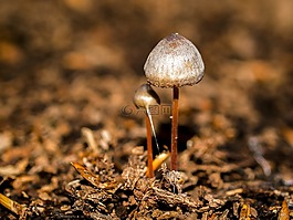 蘑菇,森林,秋季
