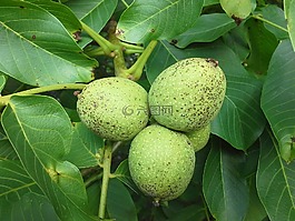 核桃,樹,水果