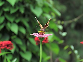 蝴蝶,花卉園,熱帶蝴蝶
