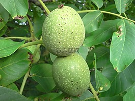 核桃,坚果,树