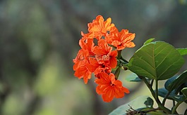 玫瑰,紅色,黃色