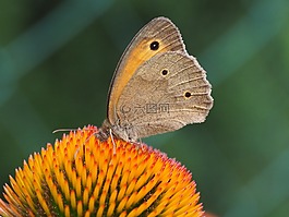 蝴蝶,廠,夏季