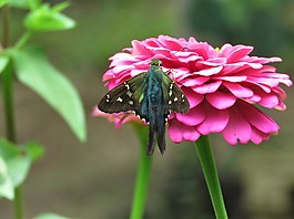 蝴蝶,花卉園,熱帶蝴蝶