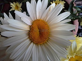 农民玛格丽特,雏菊,花