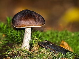 蘑菇,森林,秋季